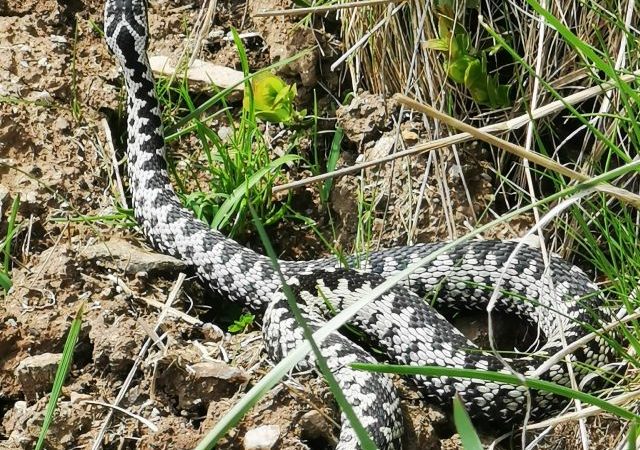 Drumul viperelor! Zonele din România pline de vipere. Unde există riscul să întâlneşti şerpi veninoşi