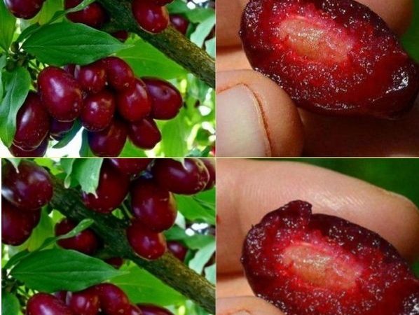 Sunt fructe salbatice, mici, alungite, de culoare rosie, cu gust dulce-acrisor, acidulat. Cresc toamna, in tufe, pe la marginea padurilor, in zonele deluroase