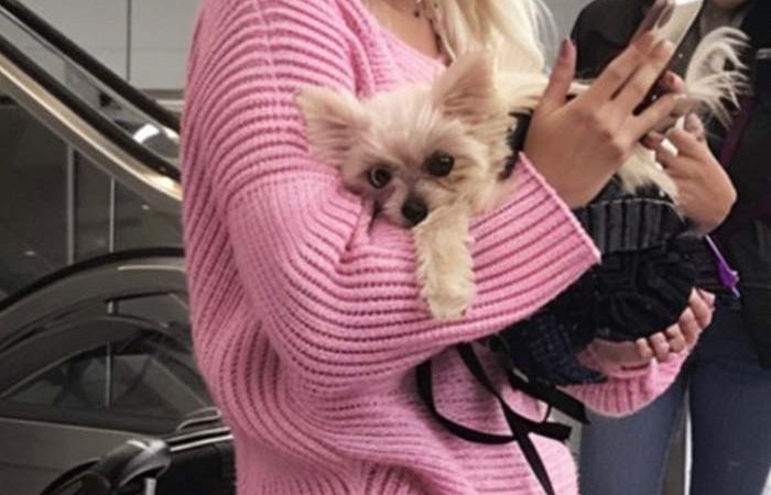Stăpâna câinelui, lipsită de respect a provocat haos la aeroport — până când am intervenit eu la poartă.