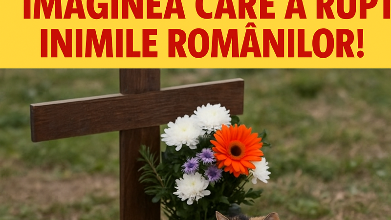 📰 Au găsit pisica stând de 3 zile lângă mormântul stăpânei sale… Imaginea care a rupt inimile românilor!